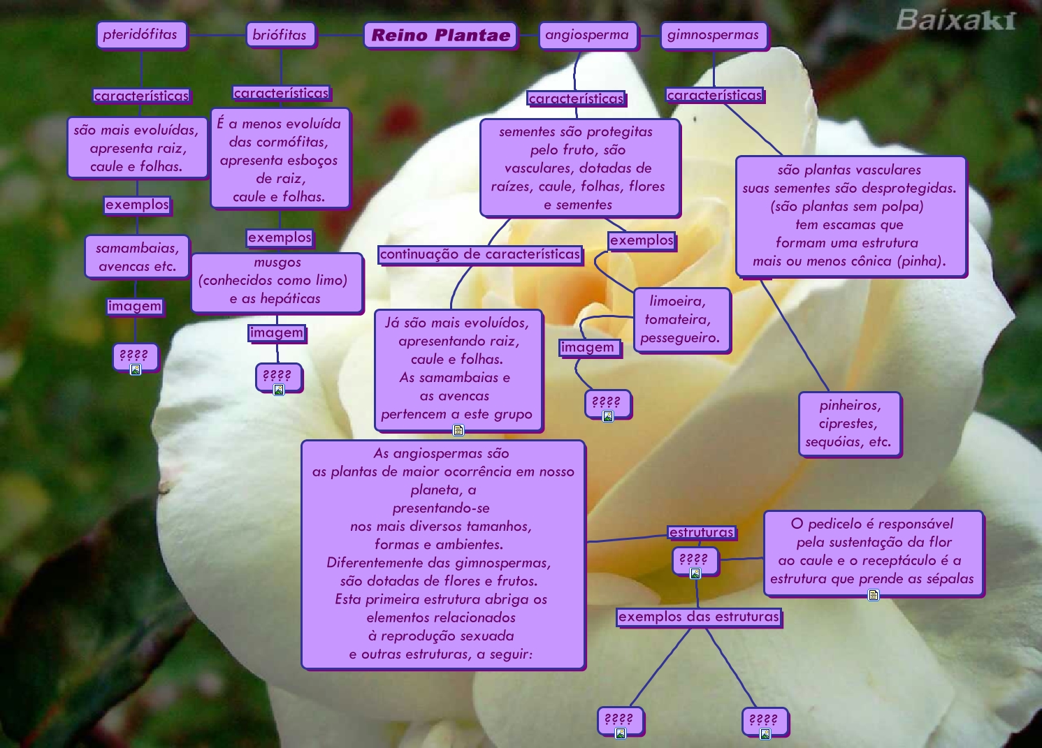 Angiosperma: reprodução sexuada